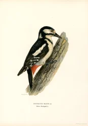 Isotikka (väri litho)Isotikka (väri litho)