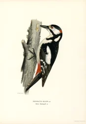 Isotikka (väri litho)