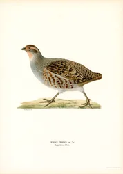 Harmaa Partridge (väri litho)