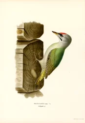 Harmaa tikka (väri litho)