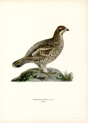 Hazel Grouse (väri litho)