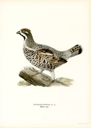 Hazel Grouse (väri litho)