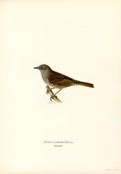 Pensaskirkka (väri litho)