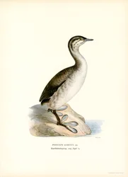 Sarvikurkku (väri litho)