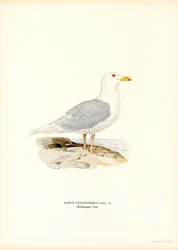 Islanninlokki (väri litho)