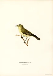 Icterine Warbler (väri litho)