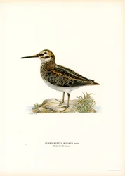 Jack Snipe (värinen lito)