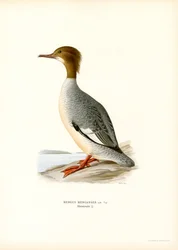 Large Merganser (väri litho)