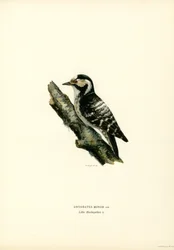 Pikkutikka (väri litho)