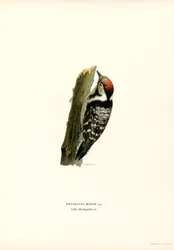 Pikkutikka (väri litho)