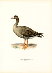 Pieni valkorintahanhi (väri litho)
