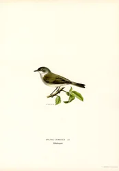 Lesser Whitethroat (väri litho)