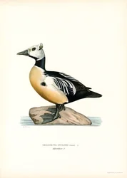 Little Haah (väri litho)