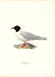 Pikkulokki (väri litho)