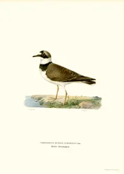 Little Ringed Plover (väri litho)