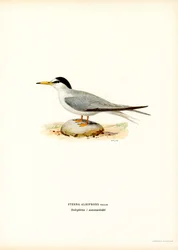 Pikkutiira (väri litho)