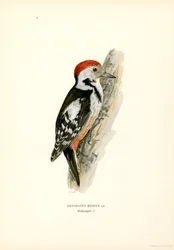 Keskitäplätikka (väri litho)