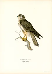 Merlin (väri litho)