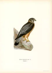 Merlin (väri litho)