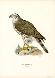 Northern Goshawk (väri litho)