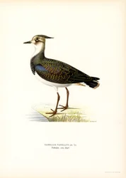 Northern Lapwing (väri litho)