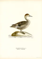 Northern Pintail (väri litho)