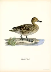 Northern Pintail (väri litho)