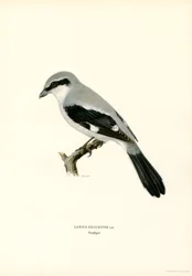 Northern Shrike (väri lito)