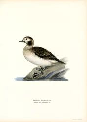 Oldsquaw Duck (väri litho)
