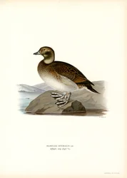 Oldsquaw Duck (väri litho)