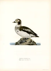 Oldsquaw Duck (väri litho)