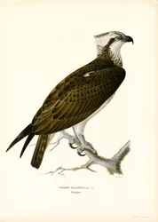 Kalasääski (väri litho)