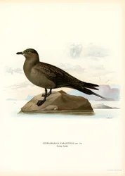 Parasiittijääkäri (väri litho)