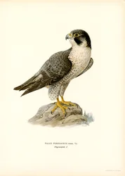 Peregrine Falcon (väri litho)