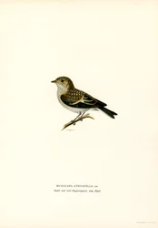 Pied-perhosieppo (väri litho)