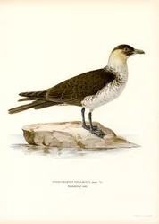 Pomarine Skua (värijäsenet)