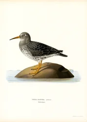 Purple Sandpiper (litografia de color) finlandès