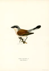 Punaselkäinen Shrike (väri lito)