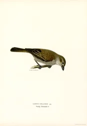Punaselkäkirkko (väri litho)
