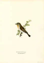 Punarivinen kärpässieppo (väri litho)