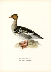 Punarintainen (väri litho)