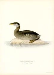 Punakaulainen grebe (väri litho)