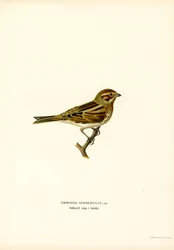 Ruokosirkku (väri litho)
