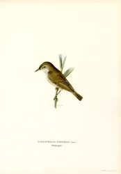 Ruokokirkko (väri litho)