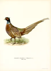Sormuskaulafasaani (väri litho)