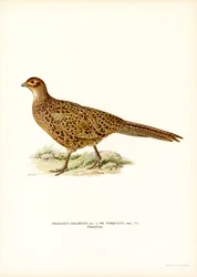 Sormuskaulafasaani (väri litho)