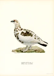 Rock Ptarmigan (väri litho)