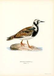 Ruddy Turnstone (väri litho)