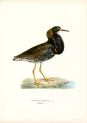 Ruff (väri litho)