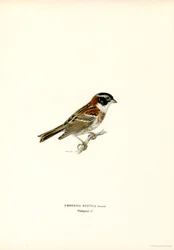 Maalaismainen silkku (väri litho)